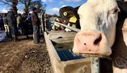 MSD Animal Health Demonstration Farm open day